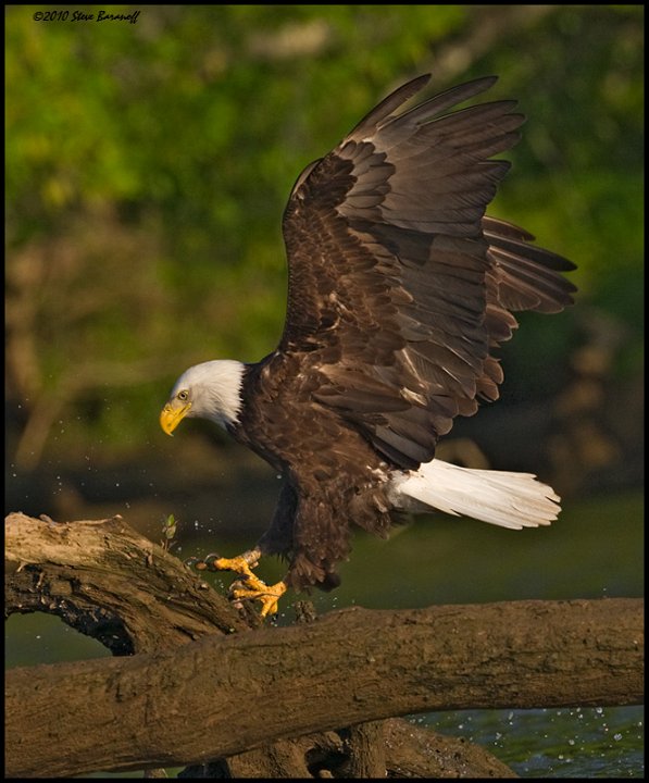 _0SB0490 american bald eagle.jpg